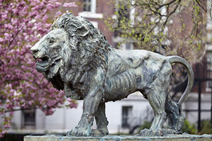 Scholar's Lion