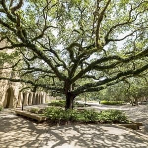 LSU Quadrangle