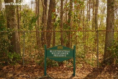 Bluethenthal Wildflower Preserve